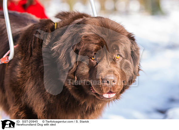 Neufundlnder vor dem Schlitten / Newfoundland Dog with sled / SST-20945