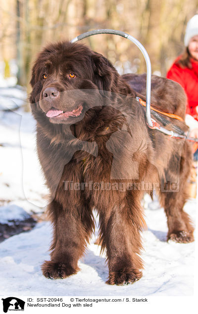 Neufundl�nder vor dem Schlitten / Newfoundland Dog with sled / SST-20946