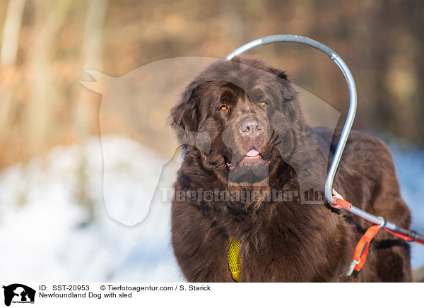 Neufundlnder vor dem Schlitten / Newfoundland Dog with sled / SST-20953
