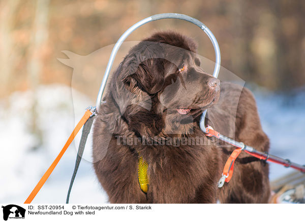 Neufundlnder vor dem Schlitten / Newfoundland Dog with sled / SST-20954