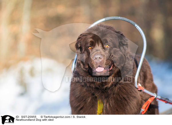 Neufundlnder vor dem Schlitten / Newfoundland Dog with sled / SST-20955