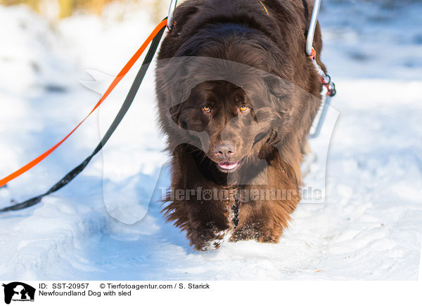 Neufundlnder vor dem Schlitten / Newfoundland Dog with sled / SST-20957