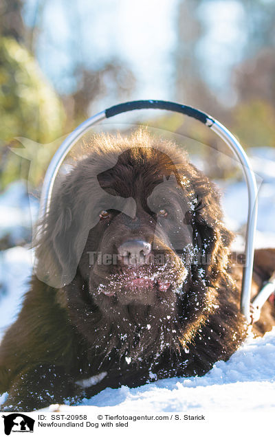 Neufundl�nder vor dem Schlitten / Newfoundland Dog with sled / SST-20958