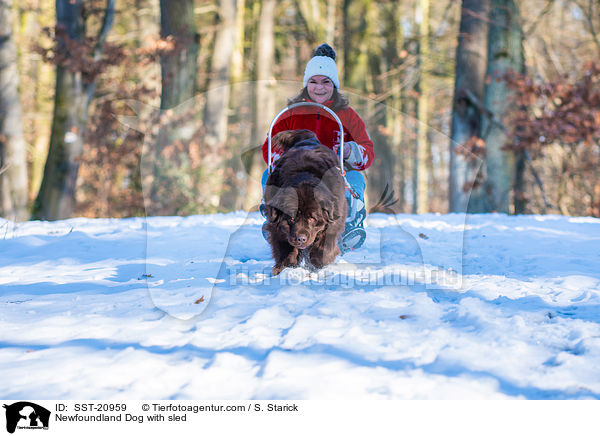 Neufundlnder vor dem Schlitten / Newfoundland Dog with sled / SST-20959
