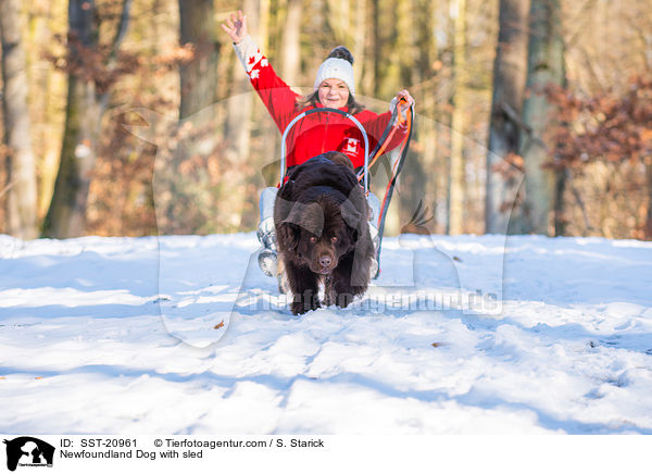 Neufundlnder vor dem Schlitten / Newfoundland Dog with sled / SST-20961