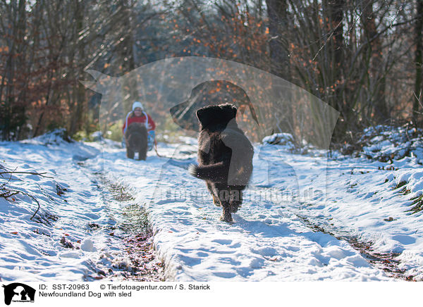 Neufundlnder vor dem Schlitten / Newfoundland Dog with sled / SST-20963