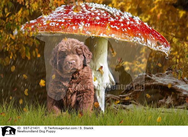 Neufundlnder Welpe / Newfoundland Dog Puppy / SST-21401