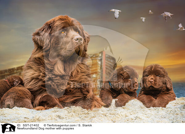 Neufundlnder Mutter mit Welpen / Newfoundland Dog mother with puppies / SST-21402