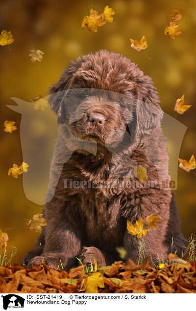 Neufundlnder Welpe / Newfoundland Dog Puppy / SST-21419