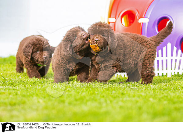 Neufundlnder Welpen / Newfoundland Dog Puppies / SST-21420