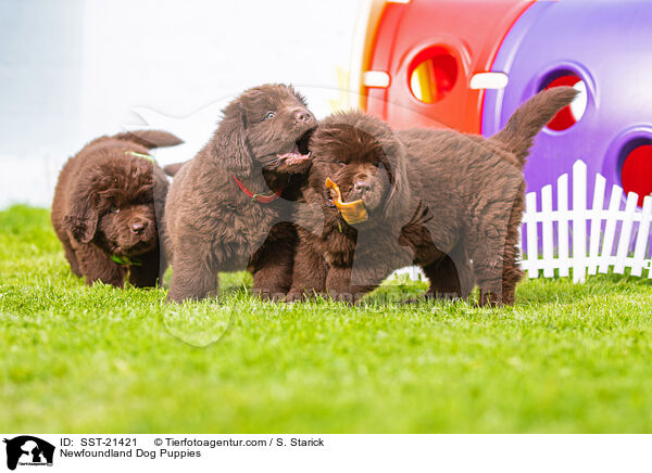Neufundlnder Welpen / Newfoundland Dog Puppies / SST-21421