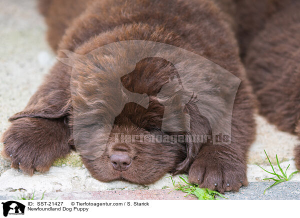 Neufundlnder Welpe / Newfoundland Dog Puppy / SST-21427