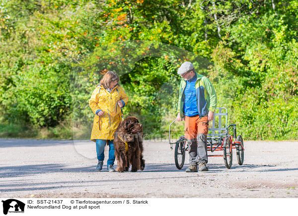 Neufundlnder beim Zughundesport / Newfoundland Dog at pull sport / SST-21437