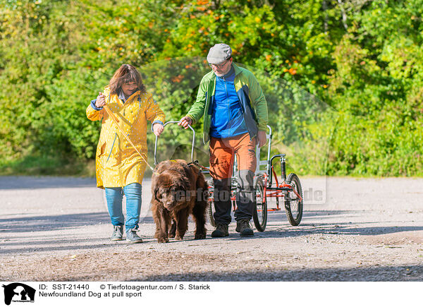 Neufundlnder beim Zughundesport / Newfoundland Dog at pull sport / SST-21440