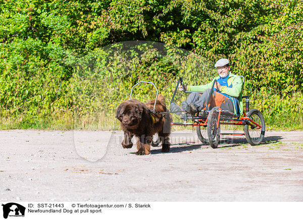 Neufundlnder beim Zughundesport / Newfoundland Dog at pull sport / SST-21443