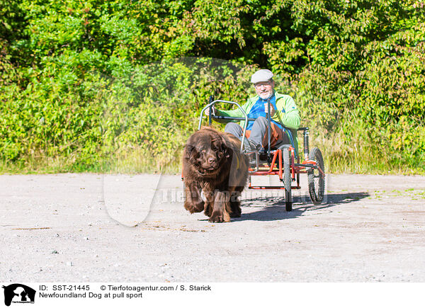 Neufundlnder beim Zughundesport / Newfoundland Dog at pull sport / SST-21445