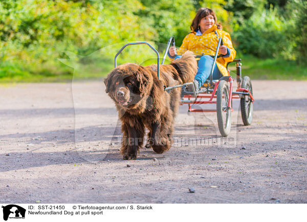 Neufundlnder beim Zughundesport / Newfoundland Dog at pull sport / SST-21450