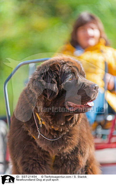 Neufundlnder beim Zughundesport / Newfoundland Dog at pull sport / SST-21454