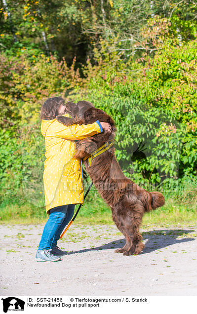 Neufundlnder beim Zughundesport / Newfoundland Dog at pull sport / SST-21456