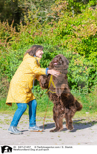 Neufundlnder beim Zughundesport / Newfoundland Dog at pull sport / SST-21457