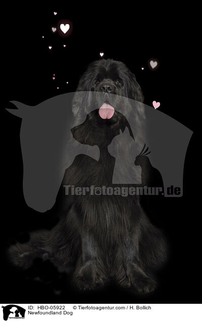 Neufundlnder / Newfoundland Dog / HBO-05922