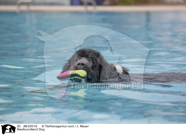 Neufundlnder / Newfoundland Dog / JM-20019