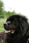 Newfoundland Dog