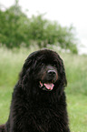 Newfoundland Dog