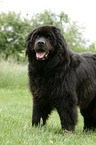 Newfoundland Dog