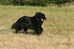 Newfoundland Dog