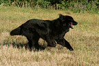 Newfoundland Dog