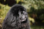 Newfoundland Dog