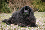 Newfoundland Dog