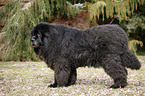 Newfoundland Dog