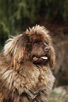 Newfoundland Dog