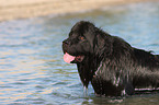 Newfoundland Dog