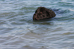 Newfoundland Dog