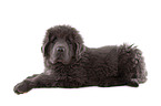 Newfoundland Dog