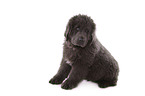 Newfoundland Dog