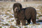 Newfoundland Dog