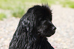 Newfoundland Dog