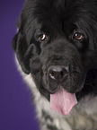 Newfoundland Dog