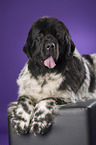 Newfoundland Dog