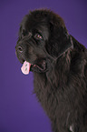 Newfoundland Dog