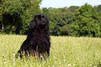 Newfoundland Dog