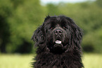 Newfoundland Dog