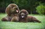 Newfoundland Dog