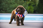 Newfoundland Dog