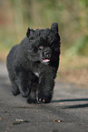 Newfoundland Dog