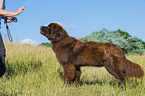 standing Newfoundland Dog